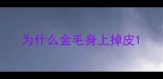 为什么金毛身上掉皮