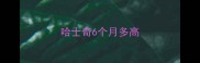哈士奇6个月多高