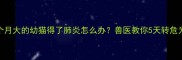 两个月大的幼猫得了肺炎怎么办兽医教你5天转危为安