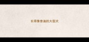 长得像泰迪的大型犬