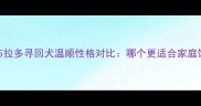 金毛寻回犬与拉布拉多寻回犬温顺性格对比哪个更适合家庭饲养附饲养指南