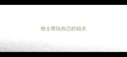 哈士奇玩自己的幼犬
