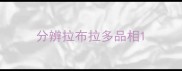 分辨拉布拉多品相