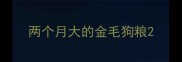 两个月大的金毛狗粮
