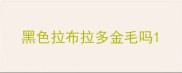 黑色拉布拉多金毛吗