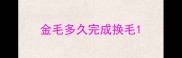金毛多久完成换毛