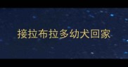 接拉布拉多幼犬回家