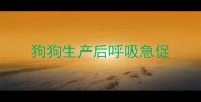 狗狗生产后呼吸急促