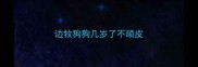 边牧狗狗几岁了不顽皮