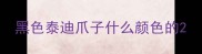 黑色泰迪爪子什么颜色的