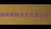 猫咪眼睛有东西怎么办
