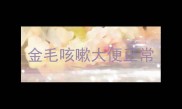 金毛咳嗽大便正常