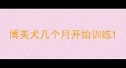 博美犬几个月开始训练