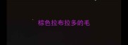 棕色拉布拉多的毛
