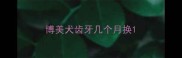 博美犬齿牙几个月换