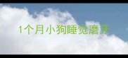 1个月小狗睡觉磨牙