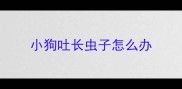 小狗吐长虫子怎么办