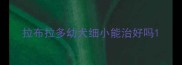 拉布拉多幼犬细小能治好吗