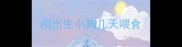 刚出生小狗几天喂食
