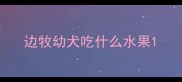 边牧幼犬吃什么水果
