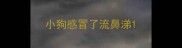 小狗感冒了流鼻涕