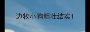 边牧小狗粗壮结实