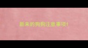 新来的狗狗注意事项