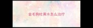 金毛狗吐黄水怎么治疗