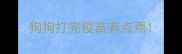 狗狗打完疫苗有点蔫