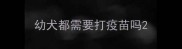 幼犬都需要打疫苗吗