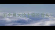五个月大哈士奇吃骨头