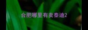 合肥哪里有卖泰迪