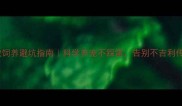 边牧饲养避坑指南科学养宠不踩雷告别不吉利传言