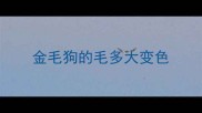 金毛狗的毛多大变色