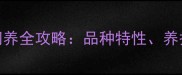 2个月大惠比特犬饲养全攻略品种特性养护要点与常见误区