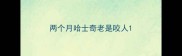 两个月哈士奇老是咬人