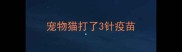 宠物猫打了3针疫苗