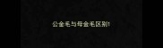 公金毛与母金毛区别