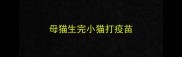 母猫生完小猫打疫苗