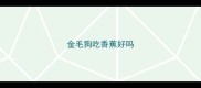 金毛狗吃香蕉好吗