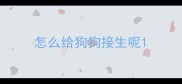怎么给狗狗接生呢