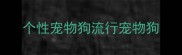 个性宠物狗流行宠物狗
