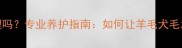 边牧毛发难打理吗专业养护指南如何让羊毛犬毛发保持浓密顺滑