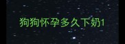 狗狗怀孕多久下奶