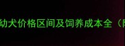 北京上海等地黑贝幼犬价格区间及饲养成本全附选购避坑指南