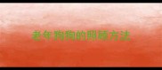 老年狗狗的照顾方法