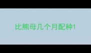 比熊母几个月配种