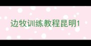 边牧训练教程昆明