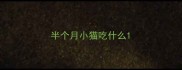 半个月小猫吃什么