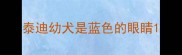 泰迪幼犬是蓝色的眼睛
